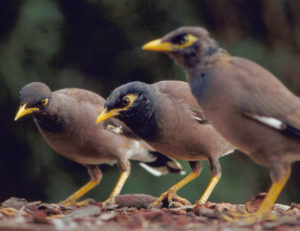 Image of three Common Mynas on the ground