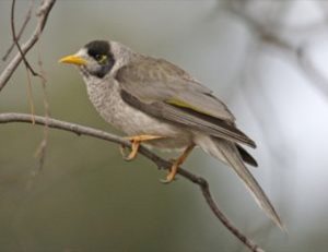 Image of a Noisy Miner_LipKee on a tree branch